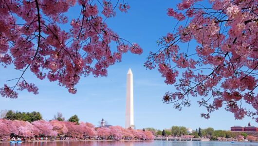 Washington-DC-Spring